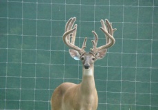 2-yr-old-bucks-2017 (8)