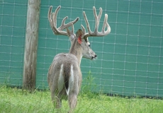 2-yr-old-bucks-2018 (1)