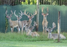 2-yr-old-bucks-2018 (10)