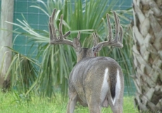 2-yr-old-bucks-2018 (2)