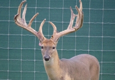 2-yr-old-bucks-2018 (3)