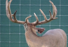 2-yr-old-bucks-2018 (4)