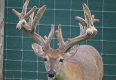 2-yr-old-bucks-2018 (5)