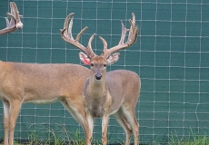 2-yr-old-bucks-2018 (6)