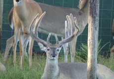 2-yr-old-bucks-2018 (7)