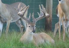 2-yr-old-bucks-2018 (8)