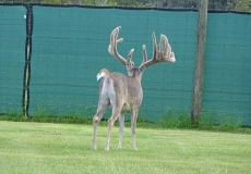 3 Old Bucks (2)