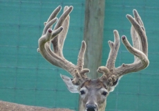 3 Old Bucks (5)