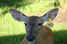 bdrl-whitetails-23