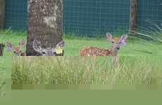 doe-with-fawns