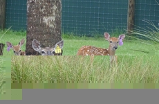 doe-with-fawns