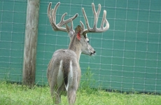 2-yr-old-bucks-2018 (1)