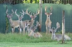 2-yr-old-bucks-2018 (10)