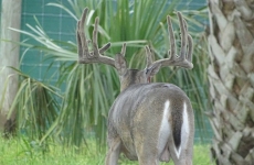 2-yr-old-bucks-2018 (2)