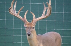 2-yr-old-bucks-2018 (3)