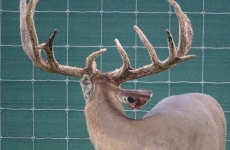 2-yr-old-bucks-2018 (4)