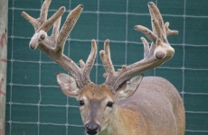 2-yr-old-bucks-2018 (5)