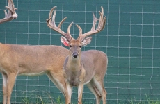 2-yr-old-bucks-2018 (6)