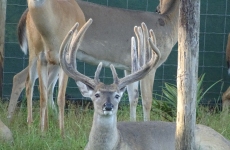 2-yr-old-bucks-2018 (7)