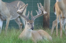 2-yr-old-bucks-2018 (8)