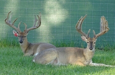 2-yr-old-bucks-2018 (9)