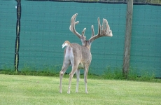 3 Old Bucks (2)