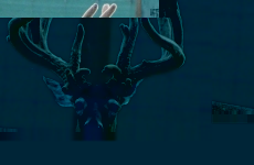 3 Old Bucks (5)