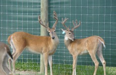 bdrl-whitetails-11