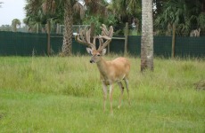 bdrl-whitetails-16