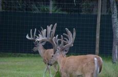 bdrl-whitetails-20