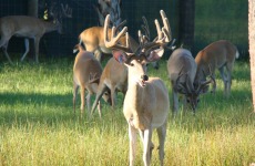 bdrl-whitetails-21