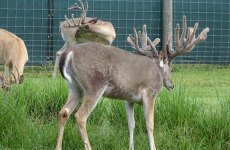 yearling-bucks-2018-(2)