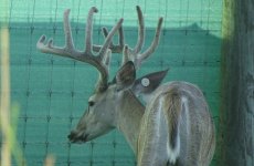 yearling-bucks-2018-(3)