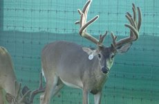 yearling-bucks-2018-(4)