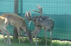 yearling-bucks-2018-(6)