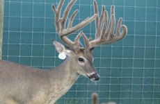 yearling-bucks-2018-(7)