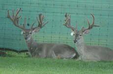 yearling-bucks-2018-(8)