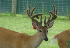 yearling-bucks-2017 (1)