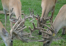 yearling-bucks-2017 (2)