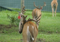 yearling-bucks-2017 (3)