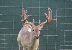 yearling-bucks-2018-(1)