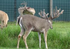 yearling-bucks-2018-(2)