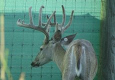 yearling-bucks-2018-(3)