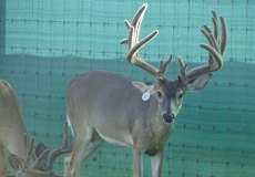 yearling-bucks-2018-(4)