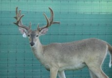 yearling-bucks-2018-(5)