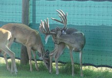 yearling-bucks-2018-(6)