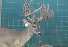 yearling-bucks-2018-(7)