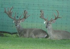 yearling-bucks-2018-(8)