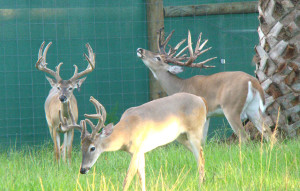 Florida Buck Breeding