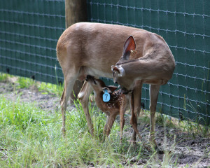 Florida Breeder Does for Sale